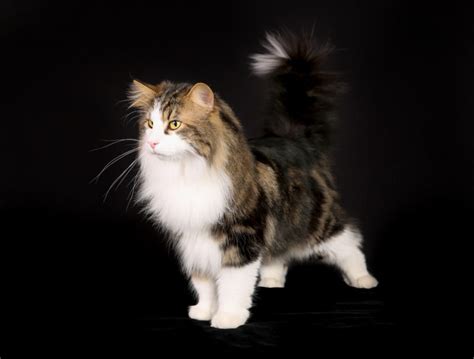 Norwegian Forest Cat Personality Traits - NorwegianCat.com