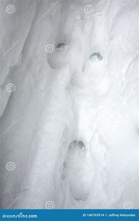 Deer Tracks In Deep Snow In The Maine Woods Stock Photo Image Of