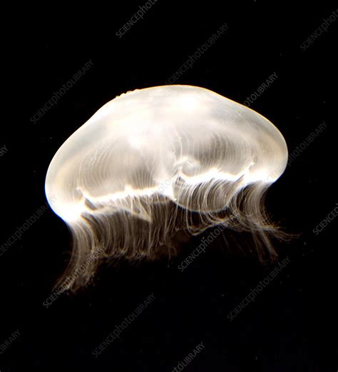 Moon Jelly - Stock Image - C002/2590 - Science Photo Library