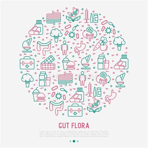 Gut Flora Concept In Circle With Thin Line Icons Stock Vector