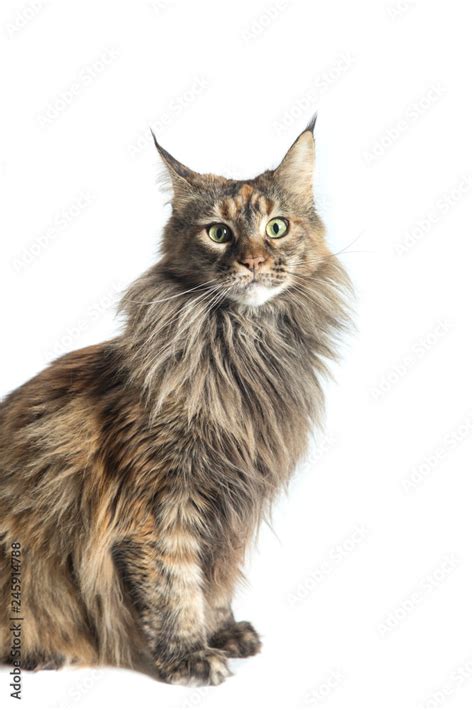 Isolated Maine Coon Cat Specimen Sitting Maine Coon Female With