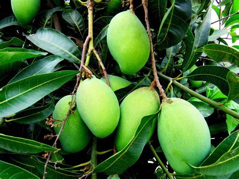 How To Start Kesar Mango Farming A Cultivation Guide To Planting To