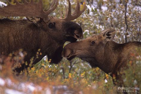 Bull and cow moose, Denali National Park, Alaska | Expeditions Alaska