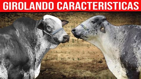 Girolando Lechero Caracter Sticas Gyr X Holstein Youtube