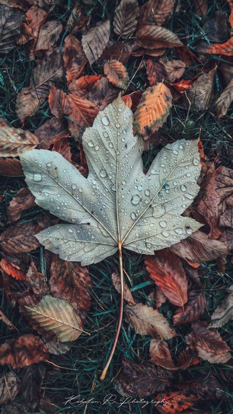 Les Fonds Décran Feuille Brown Botanique Gris Plante Terrestre