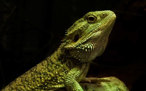 Bearded Dragon Lizards - 1680x1050 - Download HD Wallpaper - WallpaperTip