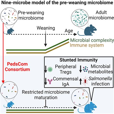 Arresting Microbiome Development Limits Immune System Maturation And