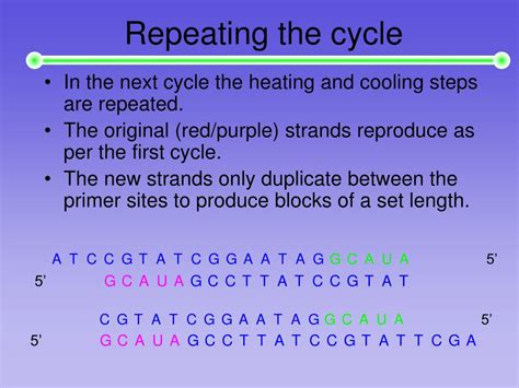 Ppt Polymerase Chain Reaction Powerpoint Presentation Free Download Id 5475587