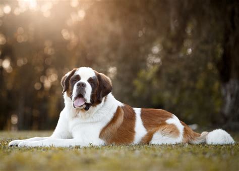 São Bernardo pode viver no Brasil As características do cachorro