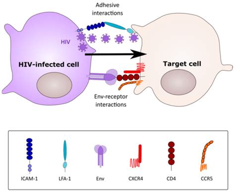 Viruses Free Full Text Macrophage Cell Cell Interactions Promoting