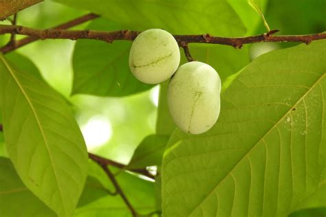 Terriermans Daily Dose Paw Paws Setting On The Trees