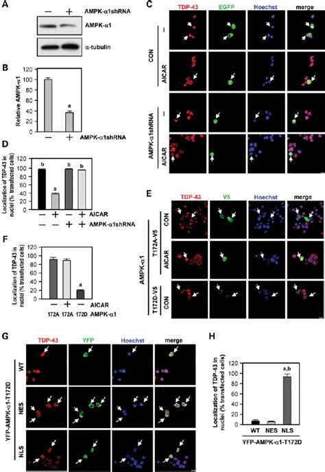 Activation Of Ampk A Mediates The Mislocalization Of Tdp A And