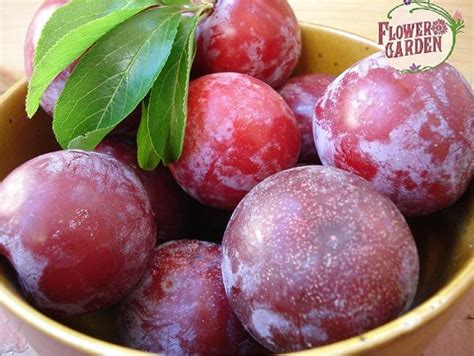 СЛИВА СОРТ САНТА РОСА-(Santa Rosa Plums) - rosesplants.com