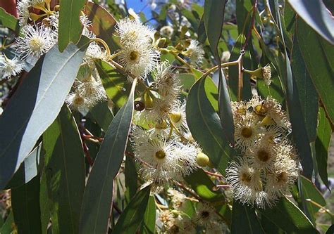 Eucalyptus Ver Arbol Su Hoja Y Fruto