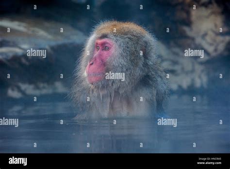Monkey In A Natural Onsen Hot Spring Located In Jigokudani Monkey Park Nagono Prefecture