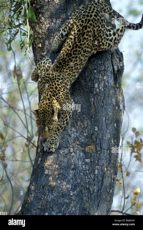 Jaguar Climbing Up A Tree