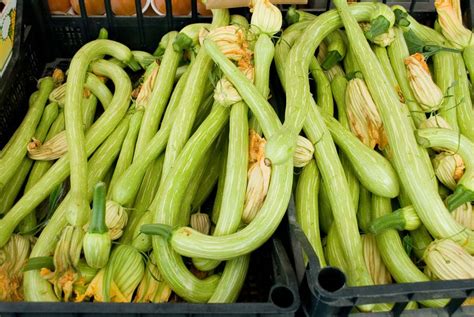 Come Si Coltiva La Zucchina Trombetta La Fabbrica Dei Mestieri