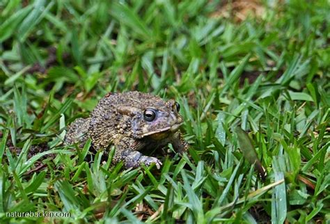 The Time Of The Season Guttural Toads Go A Courting Letting Nature