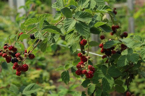 Chester Thornless Blackberry Rubus Chester In Naperville Aurora