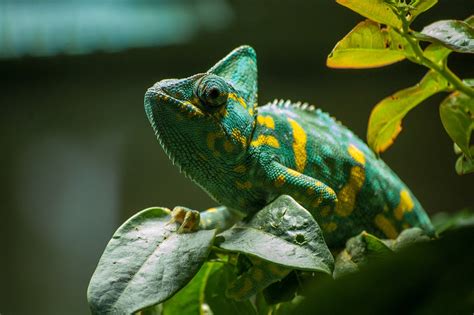 Best Chameleon Species For Beginners – Pretentious Pets