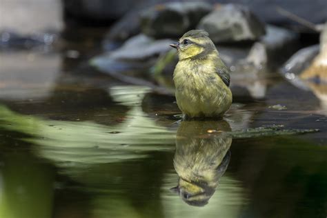 M Sange Bleu Juv Nile Cyanistes Caeruleus H A Flickr