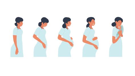 Pregnancy Animation Images – Browse 580 Stock Photos, Vectors, and ...