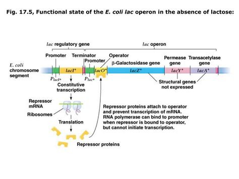 Ppt Chapter Regulation Of Gene Expression In Bacteria Lac Operon