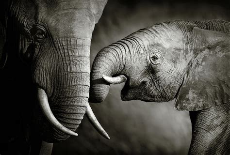 Elephant Affection Photograph By Johan Swanepoel Fine Art America