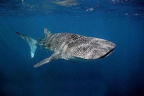 Whale Shark Facts For Kids | Whale Shark Diet & Habitat