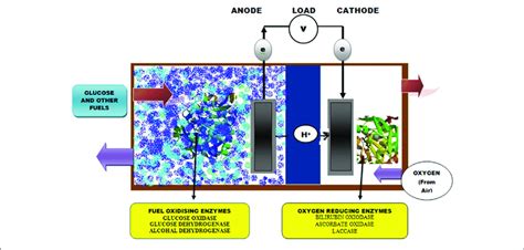 Generalized Diagram Of Typical Enzymatic Biofuel Cell Ebc With Download Scientific Diagram