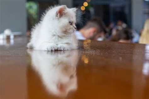 A White Kitten with Blue Eyes Stock Image - Image of domestic, funny ...