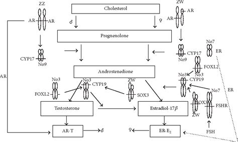 Figure From The Variety Of Vertebrate Mechanisms Of Sex Determination