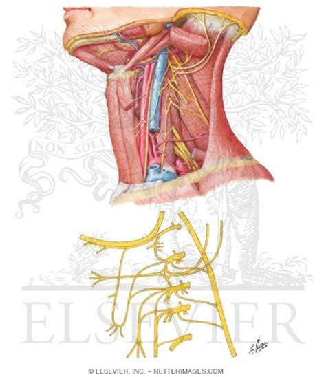 Cervical Plexus In Situ Nerves of the Upper Extremity: Cervical Plexus