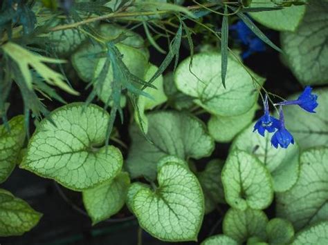 Бруннера крупнолистная Джек Фрост