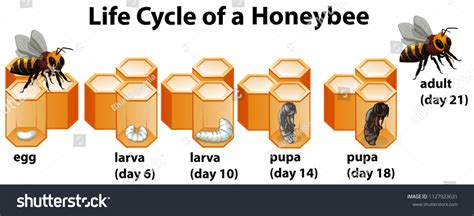 Life Cycle Honeybee Illustration Stock Vector Royalty Free 1127923631