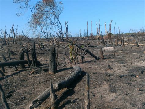 Desmatamento De Mata Atl Ntica No Cear Passa De Para Hectares