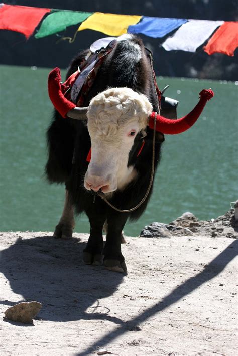 Mountain Yak Sikkim India Mountain Yaks Can Be Found In Flickr