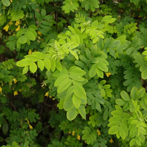 Erbsenstrauch Caragana Arborescens