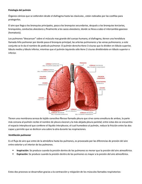 Fisiología del pulmón Fisiología del pulmón Órganos cónicos que se