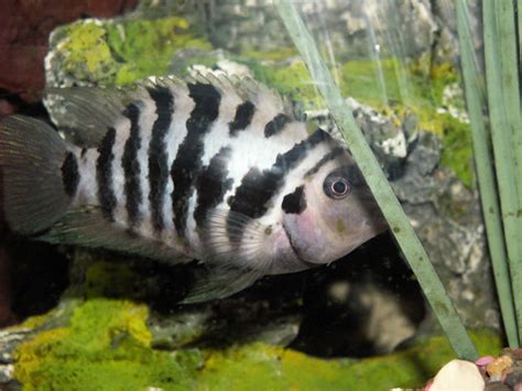 Zebra Cichlid Cichlasoma Nigrofasciatum Ne Nedir Kimdir