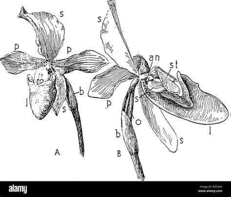 Waxy pollinia hi-res stock photography and images - Alamy