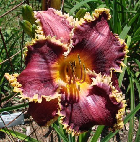 Earthly Treasures Daylily Garden - OKLAHOMA SAND BURR*