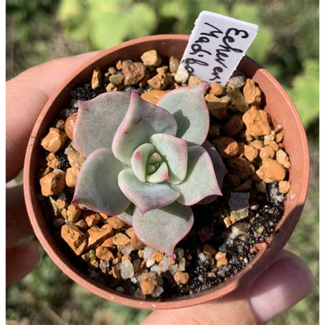 Суккуленты :: Эхеверии :: Echeveria Madiba