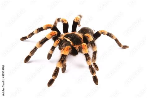 Mexican redknee tarantula (Brachypelma smithi) Stock Photo | Adobe Stock