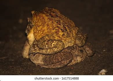 Bufo Melanostictus Schneider Images Stock Photos Vectors