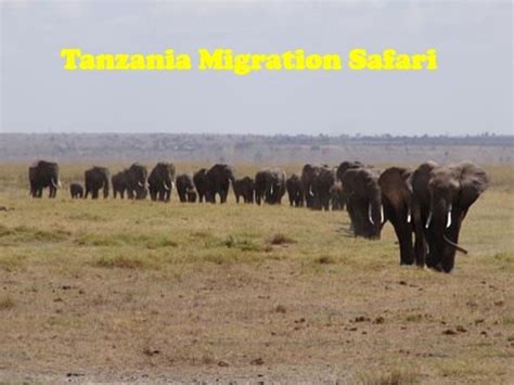 Tanzania Migration Safari