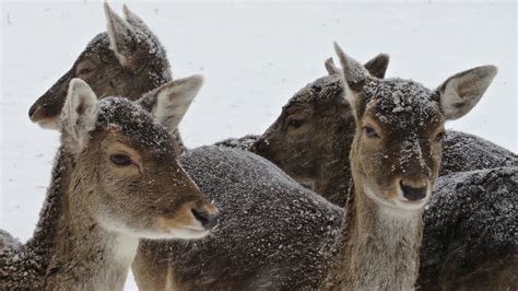 Damhert Fallow Deer Meino Mellink Flickr