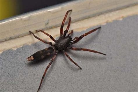 White-tailed spider (Lampona cylindrata)