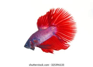 Colorful Siamese Fighting Fish Stock Photo 325396133 | Shutterstock