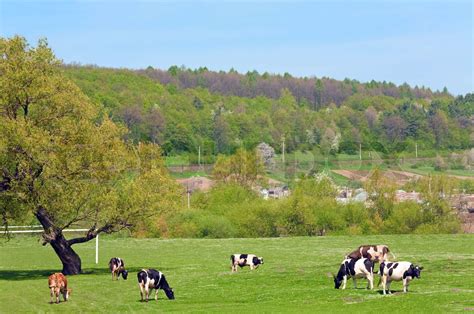 Frühling Land Landschaft mit Dorf und Kuh Lviv Oblast Ukraine Stock